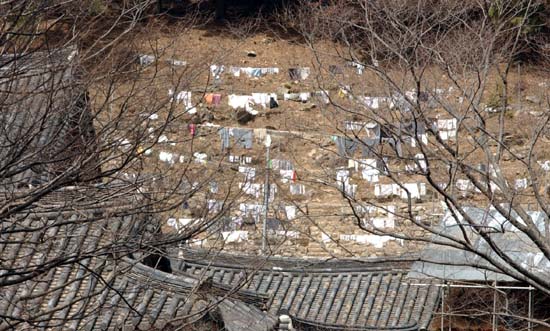 봄은 물오른 나무에만 오는 게 아니고 양지쪽 빨랫줄에도 와 있었다. 봄볕에 드러낸 빨래들이 해바라기를 하고있다. 